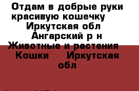 Отдам в добрые руки красивую кошечку.   - Иркутская обл., Ангарский р-н Животные и растения » Кошки   . Иркутская обл.